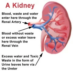 MARCH is National Kidney Month