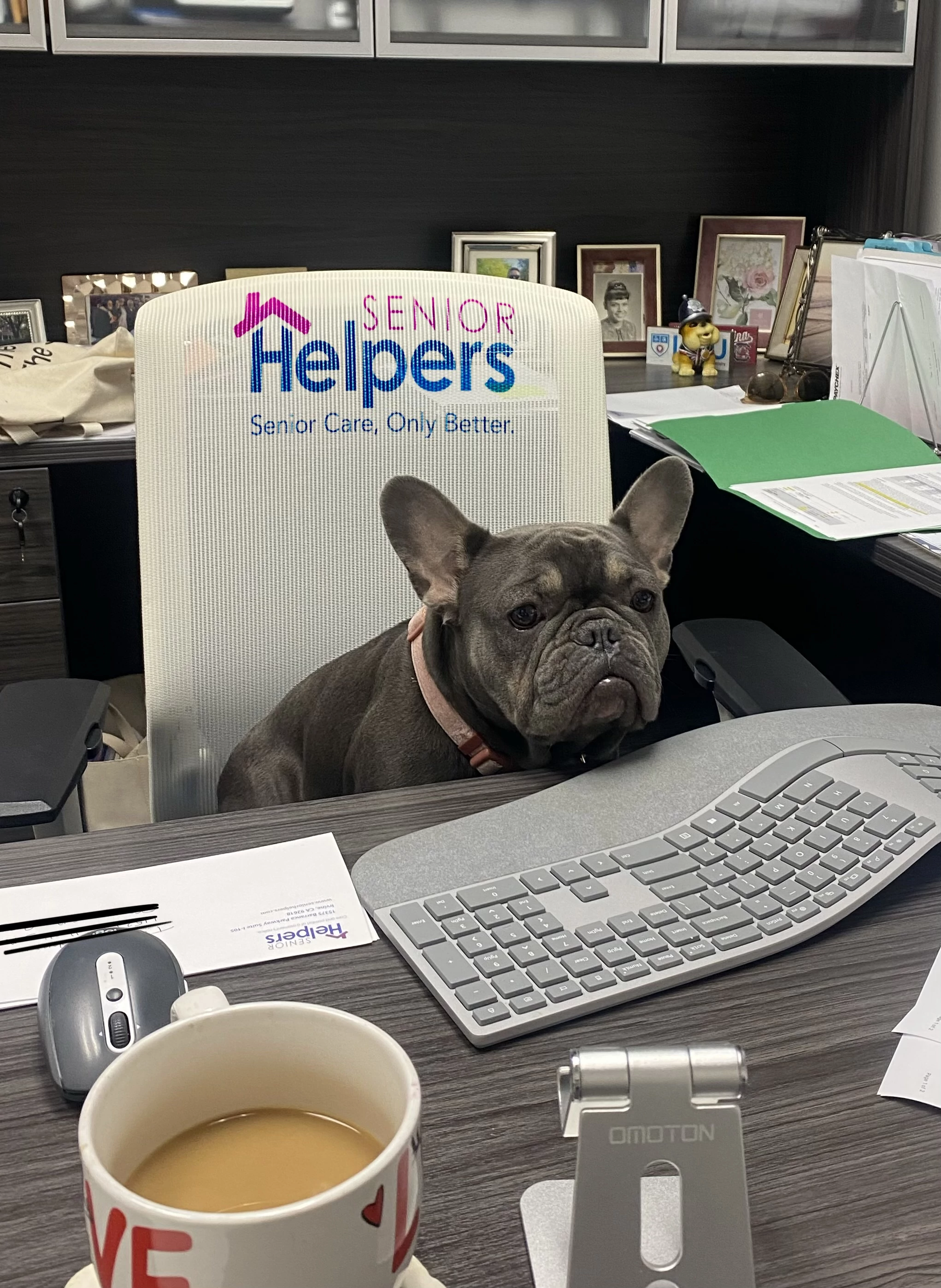 At Senior Helpers of South OC, we LOVE dogs. We believe they are an older adult’s best friend and bring much needed affection and engagement for our clients. We own a dog friendly office and always look forward to bringing in our fur babies. Meet Layla.