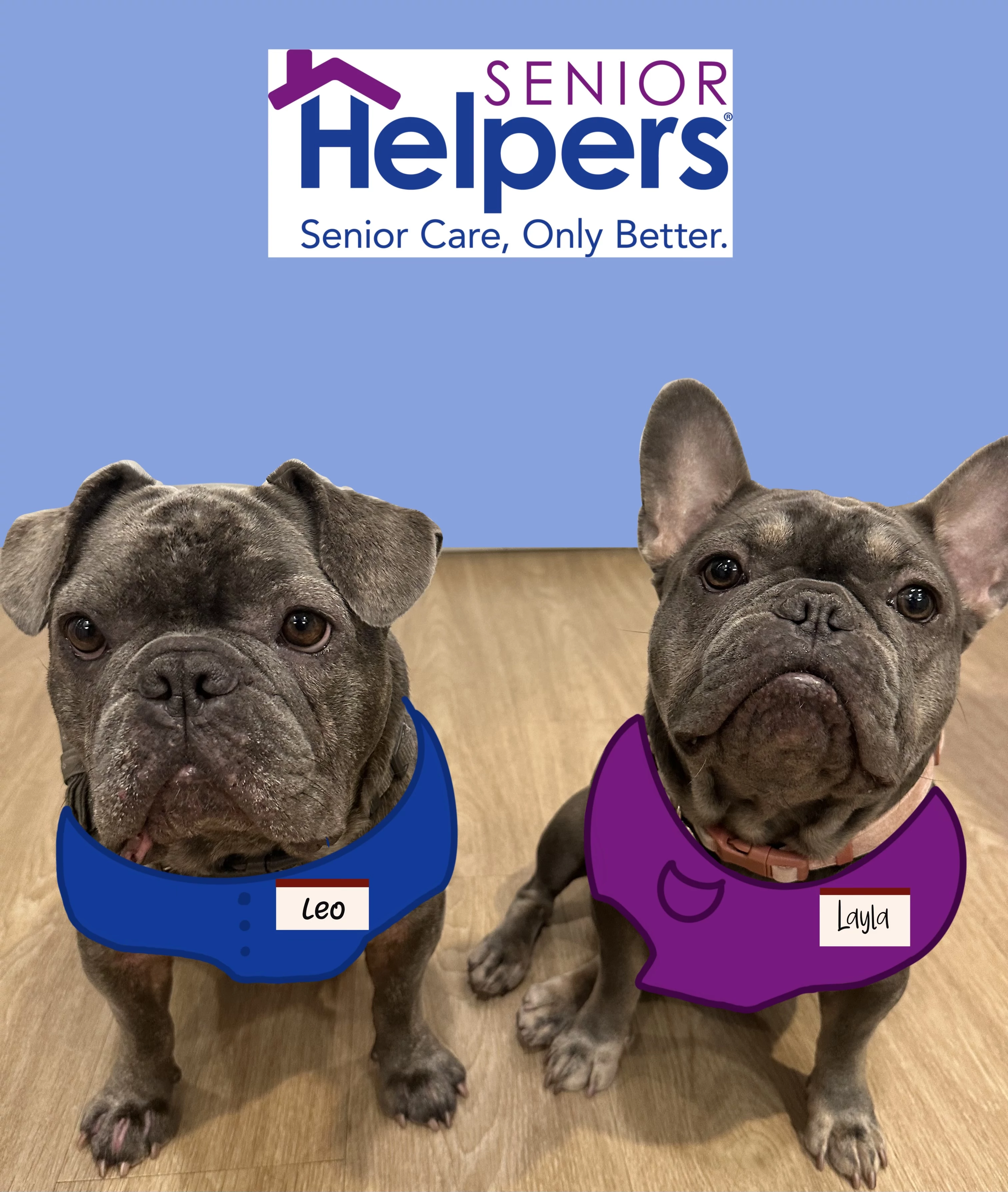 Happy National Dog’s Day from Senior Helpers of South Orange Co.