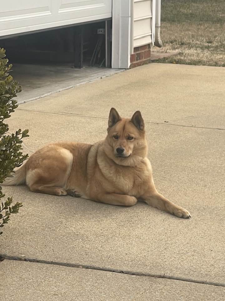 It was great running into local celebrity, Penny, as we distributed Valentine's Day cards.